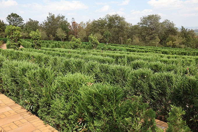 昆明长松园：园区绿化1